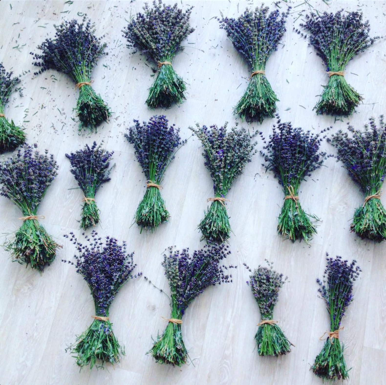 Fresh lavender bouquets laid out to dry