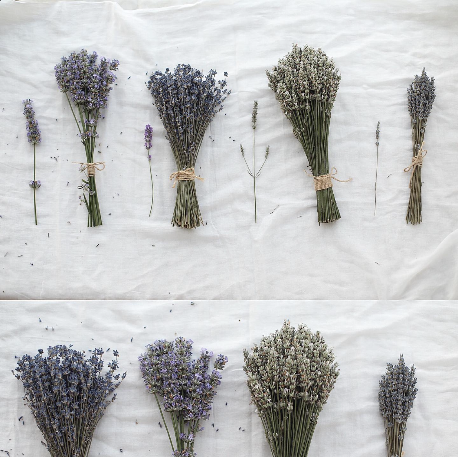 Dried lavender bouquets