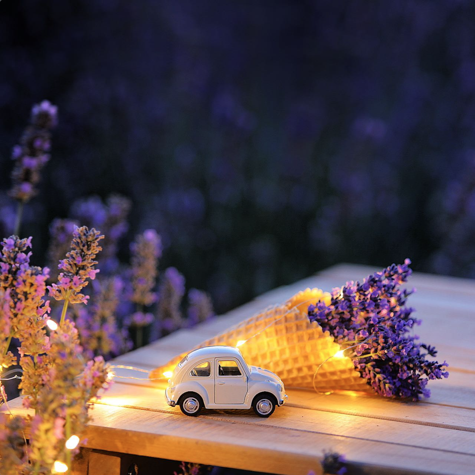 Evening in the lavender field