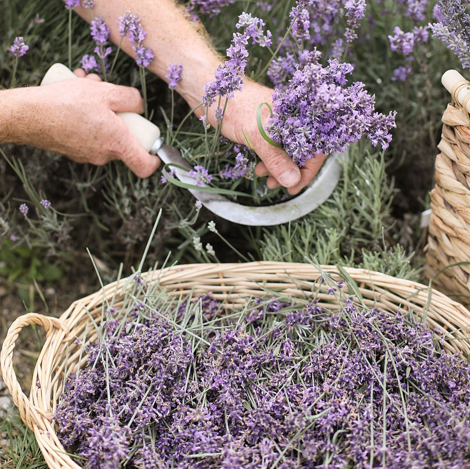 Harvesting lavender